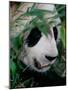 Panda, Wolong, Sichuan, China-Keren Su-Mounted Photographic Print