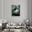 Panda, Wolong, Sichuan, China-Keren Su-Photographic Print displayed on a wall