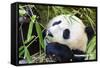 Panda-f8grapher-Framed Stretched Canvas