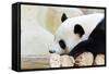 Panda-Yongkiet-Framed Stretched Canvas