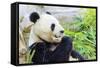 Panda-f8grapher-Framed Stretched Canvas