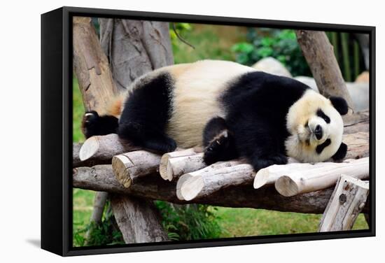 Panda-Oleg Znamenskiy-Framed Stretched Canvas