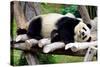 Panda-Oleg Znamenskiy-Stretched Canvas