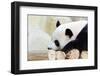 Panda-Yongkiet-Framed Photographic Print