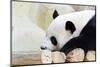 Panda-Yongkiet-Mounted Photographic Print