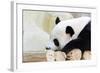 Panda-Yongkiet-Framed Photographic Print