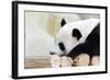 Panda-Yongkiet-Framed Photographic Print