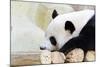 Panda-Yongkiet-Mounted Photographic Print