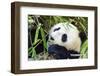 Panda-f8grapher-Framed Photographic Print