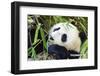 Panda-f8grapher-Framed Photographic Print