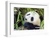 Panda-f8grapher-Framed Photographic Print