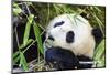 Panda-f8grapher-Mounted Photographic Print