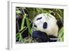 Panda-f8grapher-Framed Photographic Print