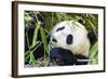 Panda-f8grapher-Framed Photographic Print