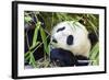 Panda-f8grapher-Framed Photographic Print