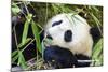 Panda-f8grapher-Mounted Photographic Print