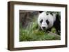 Panda-Kitch Bain-Framed Photographic Print