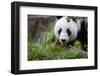 Panda-Kitch Bain-Framed Photographic Print