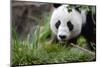 Panda-Kitch Bain-Mounted Photographic Print