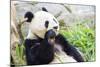 Panda-f8grapher-Mounted Photographic Print