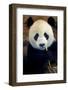 Panda-Kitch Bain-Framed Photographic Print