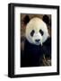 Panda-Kitch Bain-Framed Photographic Print