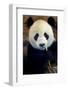 Panda-Kitch Bain-Framed Photographic Print