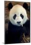 Panda-Kitch Bain-Mounted Photographic Print