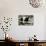 Panda-Oleg Znamenskiy-Photographic Print displayed on a wall