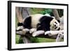 Panda-Oleg Znamenskiy-Framed Photographic Print