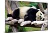 Panda-Oleg Znamenskiy-Mounted Photographic Print