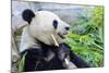 Panda-f8grapher-Mounted Photographic Print