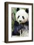 Panda-f8grapher-Framed Photographic Print