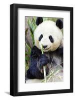 Panda-f8grapher-Framed Photographic Print