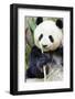 Panda-f8grapher-Framed Photographic Print