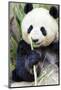 Panda-f8grapher-Mounted Photographic Print