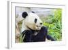 Panda-f8grapher-Framed Photographic Print