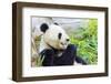 Panda-f8grapher-Framed Photographic Print