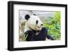 Panda-f8grapher-Framed Photographic Print