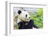 Panda-f8grapher-Framed Photographic Print