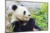 Panda-f8grapher-Mounted Photographic Print