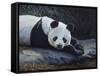 Panda-Rusty Frentner-Framed Stretched Canvas