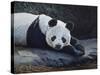 Panda-Rusty Frentner-Stretched Canvas
