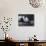 Panda-Rusty Frentner-Giclee Print displayed on a wall