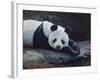 Panda-Rusty Frentner-Framed Giclee Print