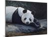 Panda-Rusty Frentner-Mounted Giclee Print