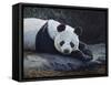 Panda-Rusty Frentner-Framed Stretched Canvas