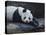 Panda-Rusty Frentner-Stretched Canvas