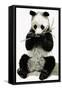 Panda-R. B. Davis-Framed Stretched Canvas