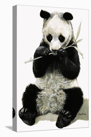 Panda-R. B. Davis-Stretched Canvas